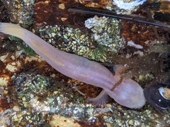 Typhlogobius californiensis