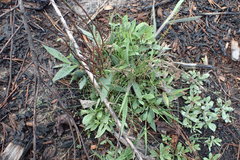 Bulbostylis capillaris