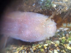 Typhlogobius californiensis
