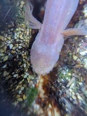 Typhlogobius californiensis