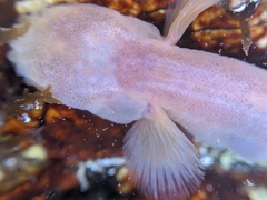 Typhlogobius californiensis