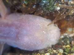 Typhlogobius californiensis