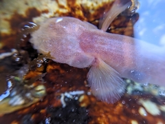 Typhlogobius californiensis