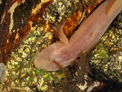 Typhlogobius californiensis