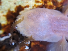 Typhlogobius californiensis