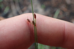 Bulbostylis capillaris