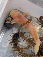 Typhlogobius californiensis