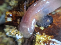 Typhlogobius californiensis