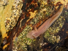 Typhlogobius californiensis
