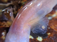 Typhlogobius californiensis