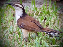 Campylorhynchus chiapensis