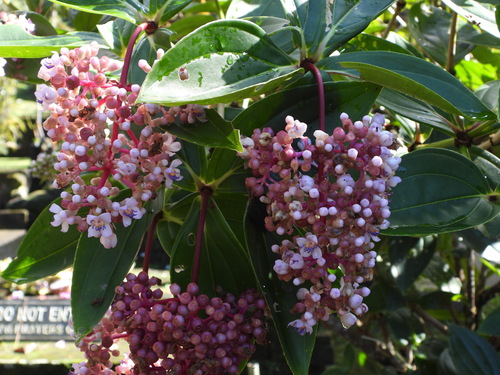 Medinilla eximia