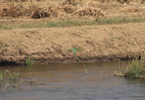 Blue-cheeked Bee-eater