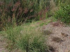 Capillipedium spicigerum