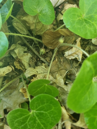 Asarabacca
