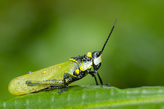 Aularches miliaris miliaris