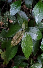 Oreocnide frutescens