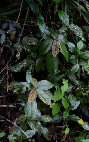 Oreocnide frutescens, photograph 2