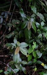 Oreocnide frutescens, photograph author not stated, no rights reserved