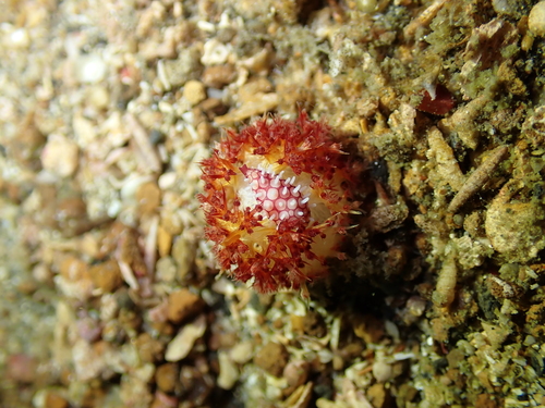 Prionovolva brevis observed 2026-05-04