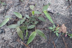 Dichanthelium boscii