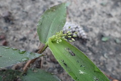 Dichanthelium boscii