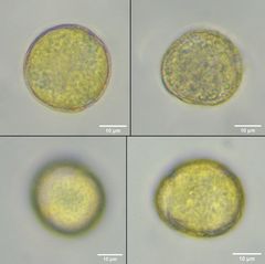 Ceratocephala testiculata