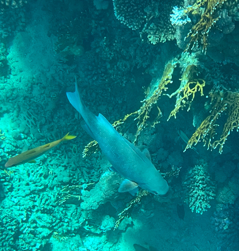 Kyphosus cinerascens