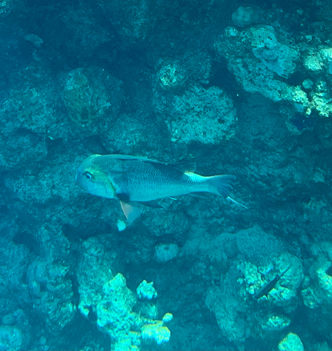 Monotaxis grandoculis