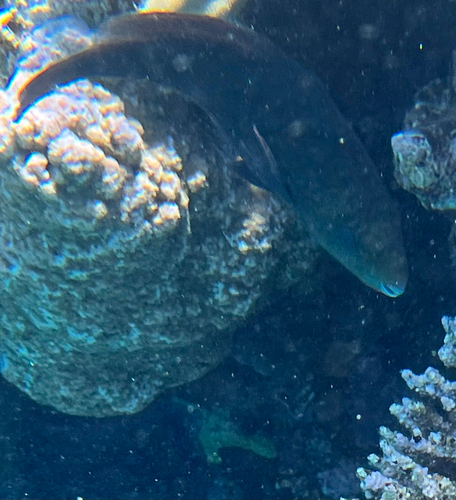 Chlorurus sordidus