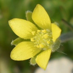 Ceratocephala testiculata