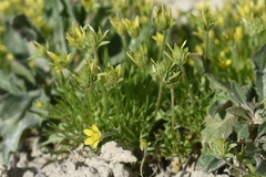 Ceratocephala testiculata