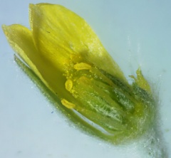 Ceratocephala testiculata