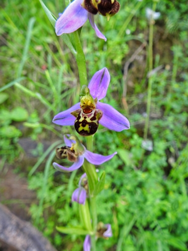Bee Orchid