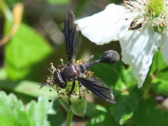 Physocephala floridana