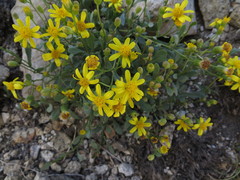 Eriophyllum lanatum integrifolium