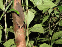 Marmosops noctivagus