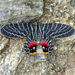 Mariposas Cometa - Photo (c) nitinr, algunos derechos reservados (CC BY-NC), uploaded by nitinr