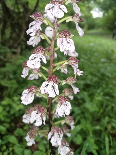 Lady Orchid