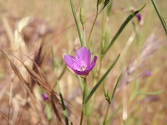 Clarkia gracilis