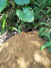 Manis pentadactyla pentadactyla