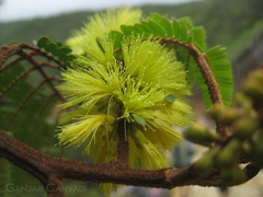 Paraserianthes