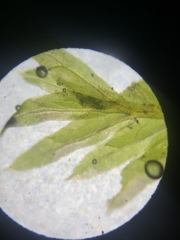 Fissidens taxifolius