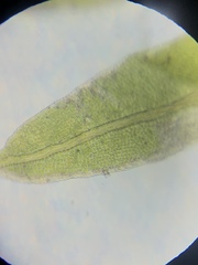 Fissidens taxifolius