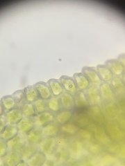 Fissidens taxifolius