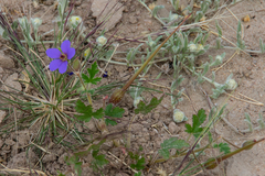 Erodium cygnorum