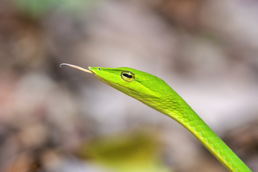 Malabar Vine Snake
