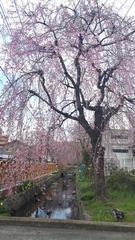 Prunus