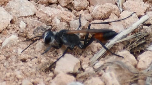 Tyde's Sand Wasp