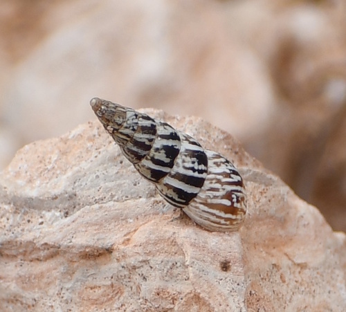 Pointed Snail
